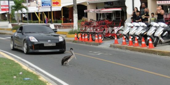 Pelican crossing Amador Causeway Panama City