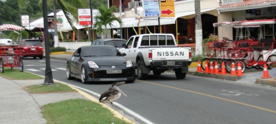 Pelican crossing at Amador Causeway, Panama City